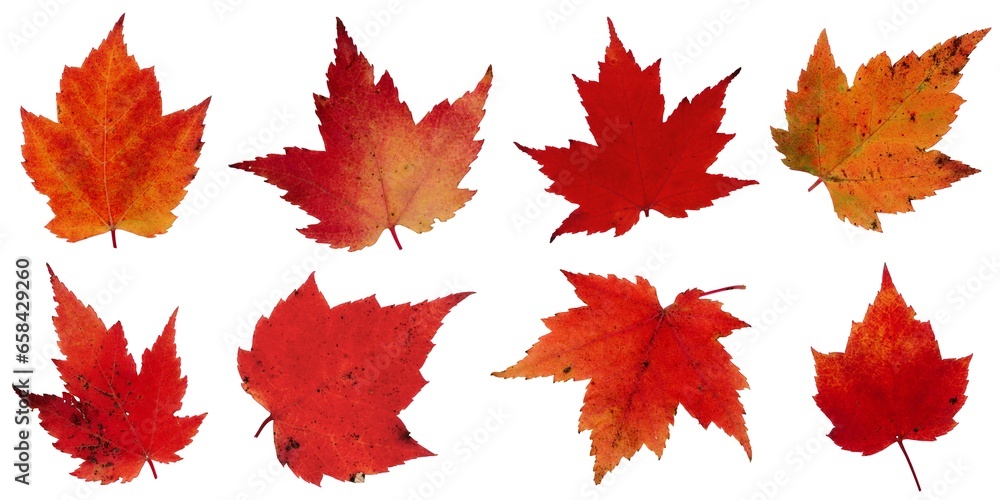 Fall leaves isolated on white background - Assorted 12 Fall leaves isolated on white background - Assorted 12