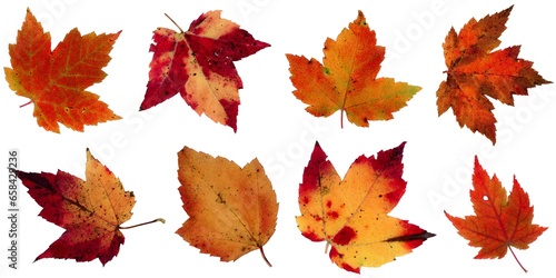 Fall leaves isolated on white background - Assorted 16
