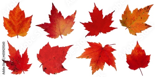 Fall leaves isolated on white background - Assorted 12