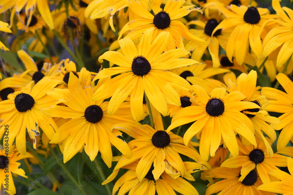 yellow flowers in the garden