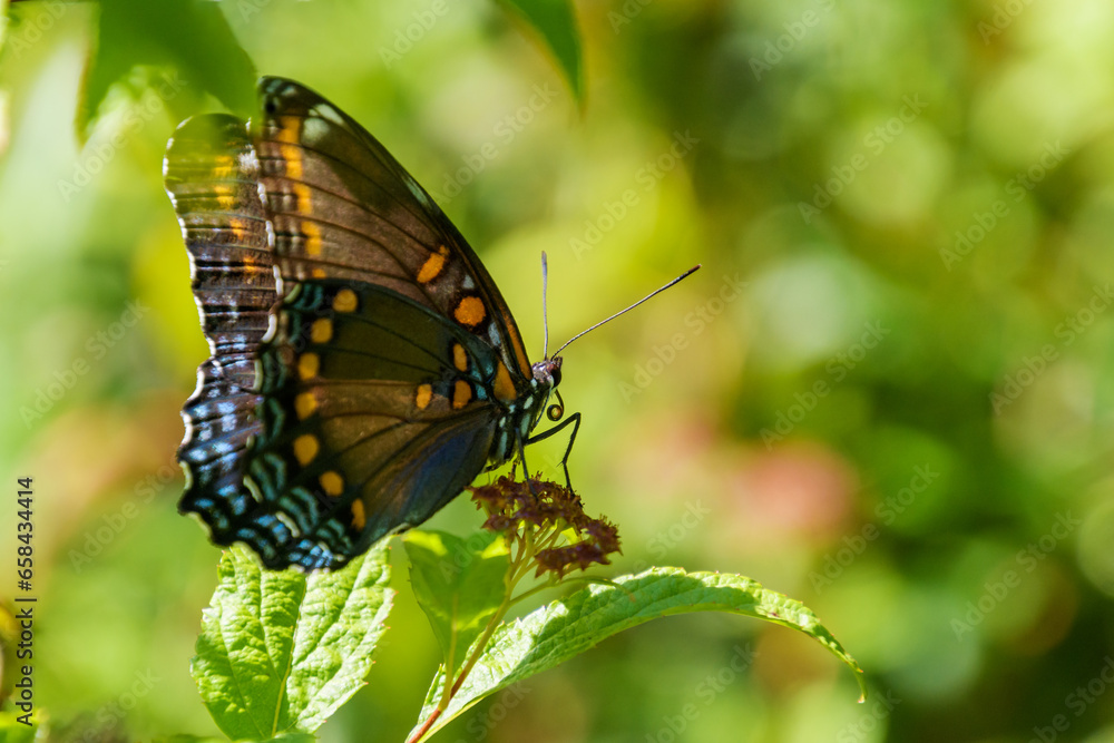 Red spotted purple butterfly side or ventral view with green background
Red spotted purple butterfly side or ventral view with green background