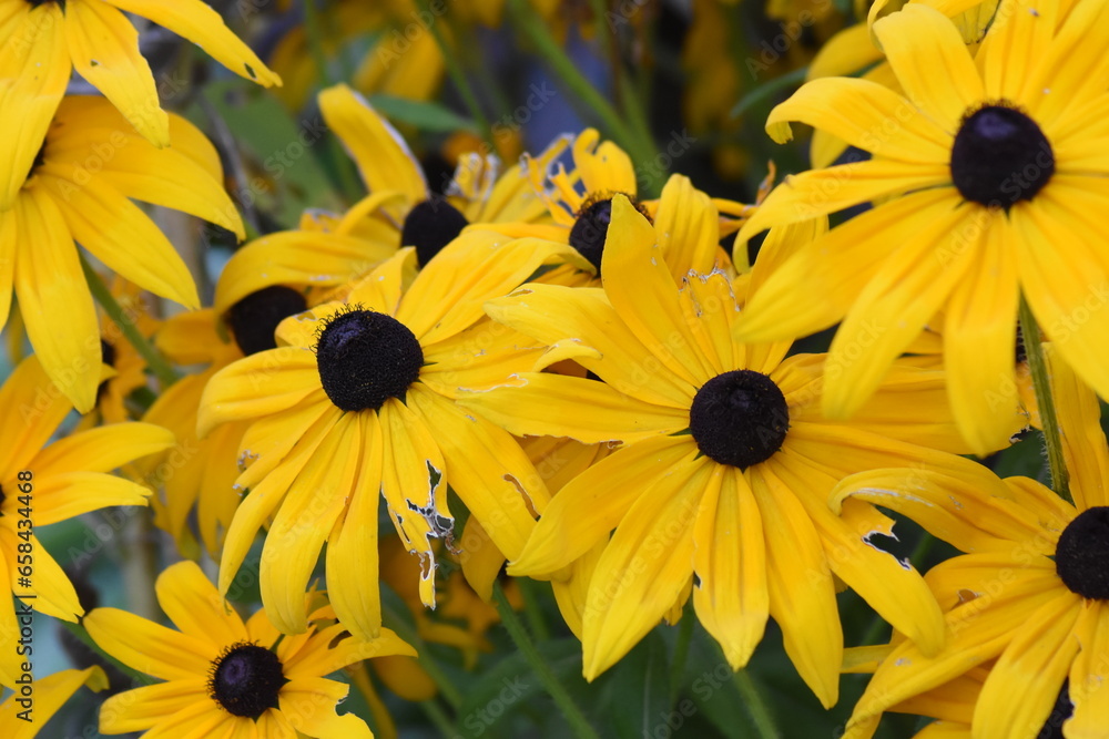 yellow flowers in the garden