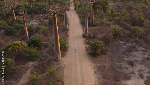 Aerial view of baobabs avenue in Madagascar, woman walking in the avenue.