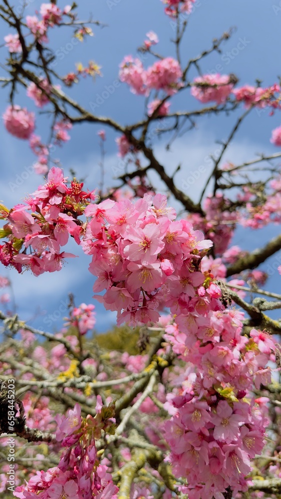 pink cherry blossoms pink cherry blossoms