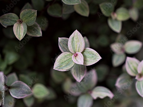 Creeping Basket plant ,Creeping inchplant ,Callisia repens ,Commelinaceae ,turtle vine ,Hapalanthus repens ,Tradescantia callisia ,Spironema robbinsii ,Commelina hexandra mandonii  photo