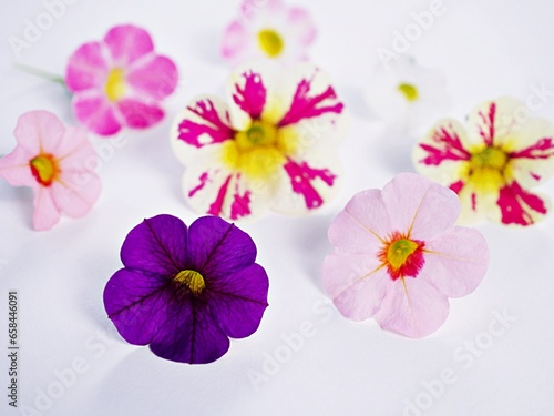 Colorful Petunia flowers isolate on white background