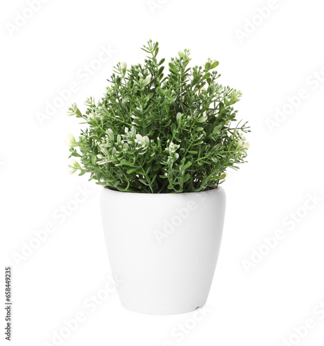 Artificial potted thyme on white background. Home decor