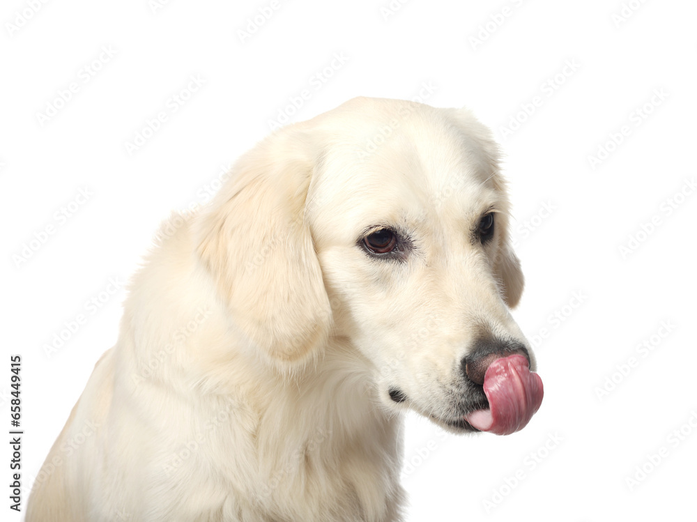 Cute Labrador Retriever showing tongue on white background Cute Labrador Retriever showing tongue on white background
