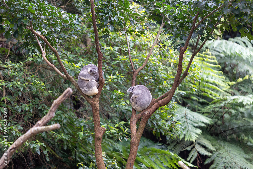 Foto Sleeping koala sitting in a tree