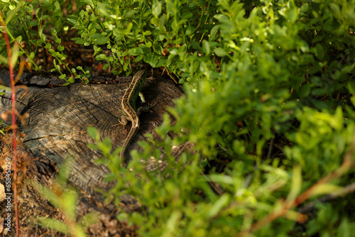Beautiful lizard crawling on tree stump near shrubs of bilberry in forest