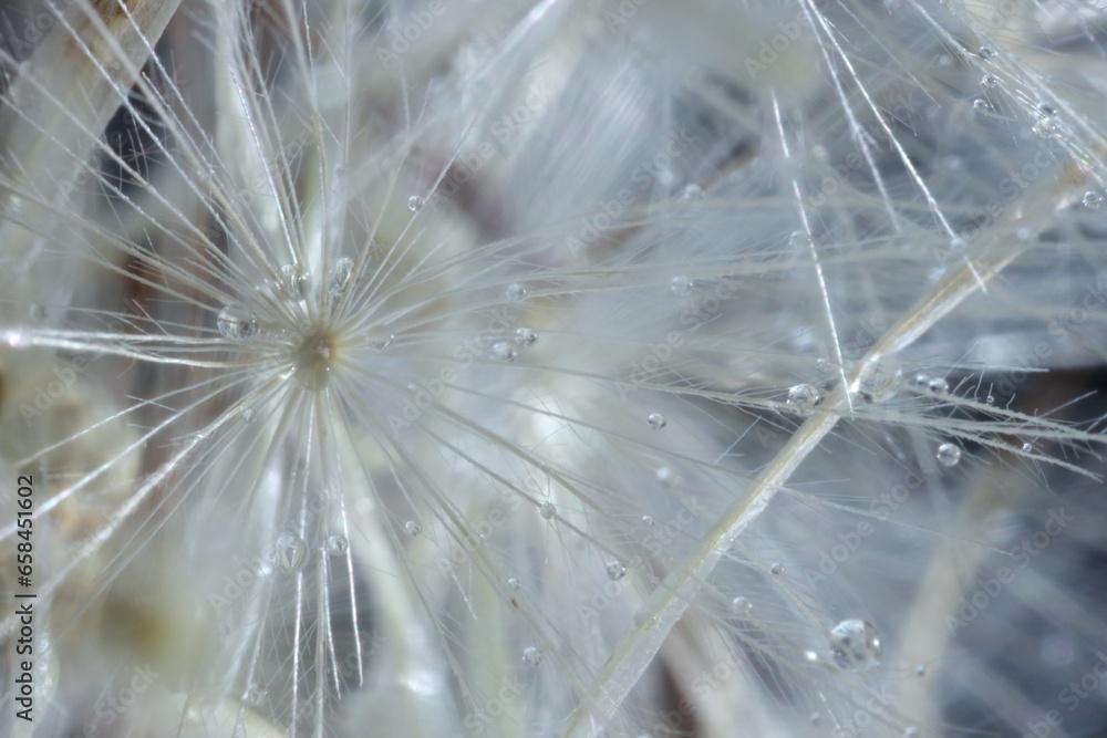 Naklejka premium Seeds of dandelion flower with water drops on blurred background, macro photo