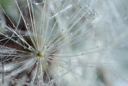 Seeds of dandelion flower with water drops on blurred background, macro photo © New Africa