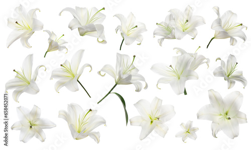 Beautiful lily flowers isolated on white, set © New Africa