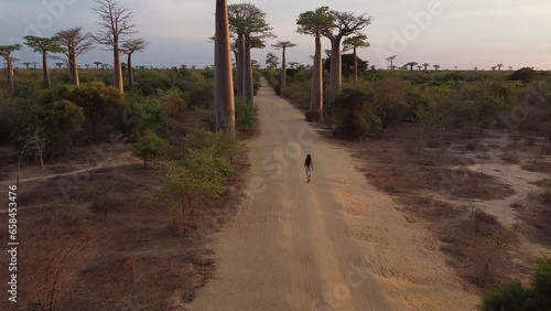 Aerial view of baobabs avenue in Madagascar, woman walking in the avenue.