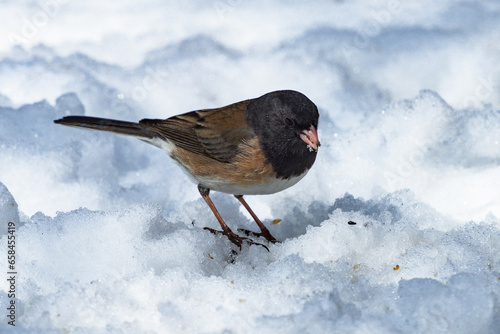 Close up of a Dark-eyed Junco (Oregon variety) foraging in the snow for seeds in Wintertime.