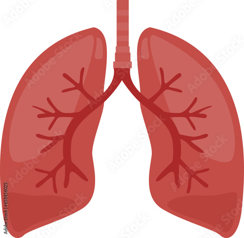 Human Lung Anatomy Structure