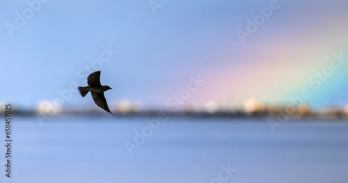 Silhouette of a Swallow flying into a Rainbow