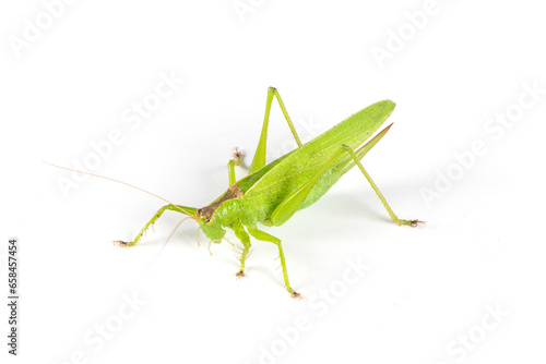 green grasshopper isolated on white background.