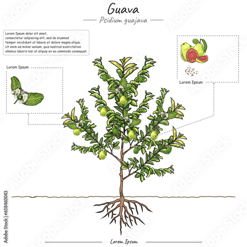Parts of guava tree Psidium guajava
