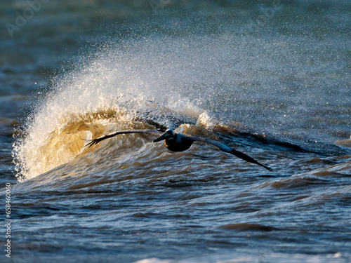 Brown Pelican ahead of the Crashing Surf photo