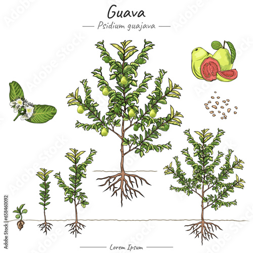 Psidium guajava guava tree illustration set
