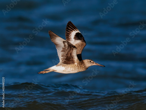Closeup of Willet in flight at Pea Island NWR photo