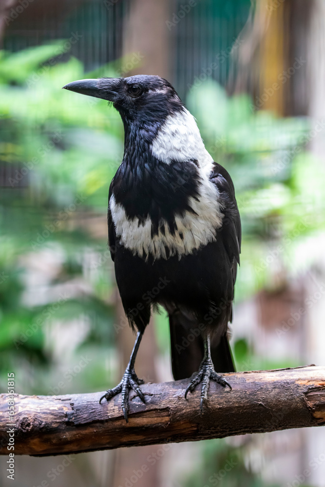 The collared crow (Corvus torquatus) is a member of the family Corvidae native to China and north of Vietnam. The collared crow (Corvus torquatus) is a member of the family Corvidae native to China and north of Vietnam.