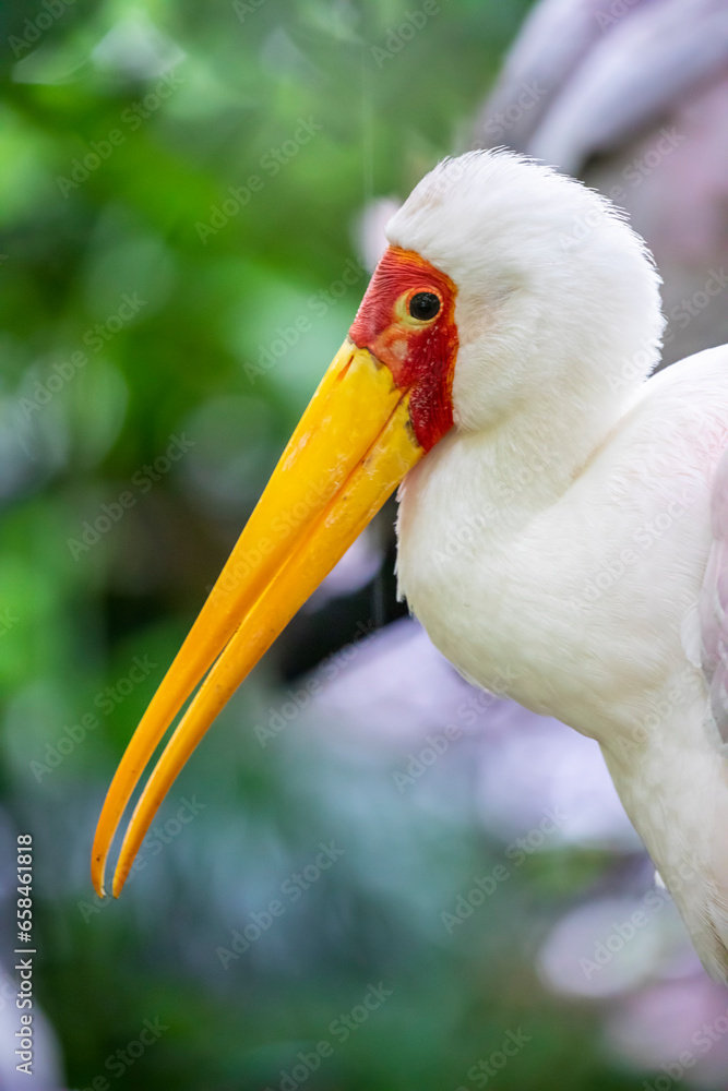 The yellow-billed stork (Mycteria ibis) is a large African wading stork species in the family Ciconiidae. It is widespread in regions south of the Sahara and also occurs in Madagascar.