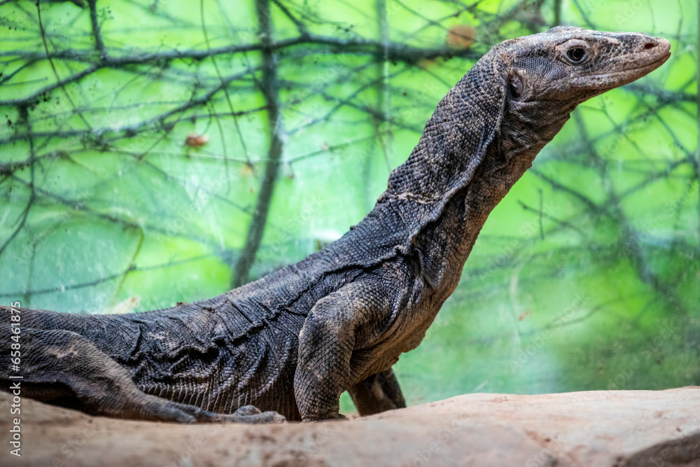 The closeup image of Asian water monitor(Varanus salvator).
It is a large varanid lizard native to South and Southeast Asia. The closeup image of Asian water monitor(Varanus salvator).
It is a large varanid lizard native to South and Southeast Asia.