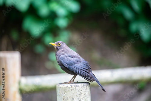 The common blackbird (Turdus merula) is a species of true thrush. It breeds in Europe, Asiatic Russia, and North Africa