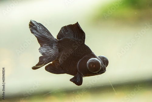the closeup iamge of Black Butterfly Goldfish (Carassius Auratus). 