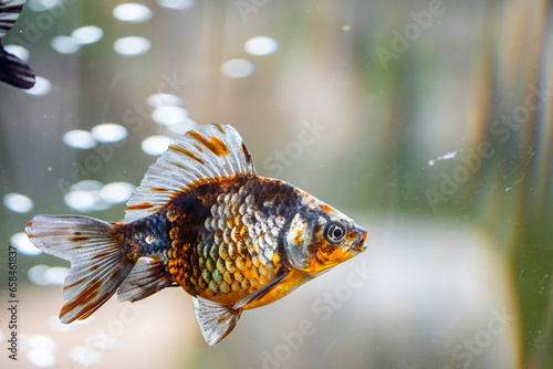 the closeup iamge of Ryukin Goldfish Assorted Colors (Carassius Auratus). 