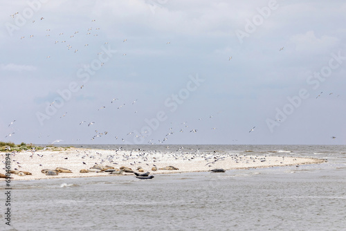 Wild seals and birds on seal beds at the north sea in summer outdoors