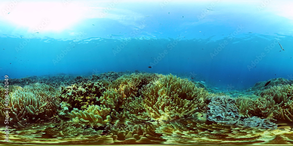Obraz premium Tropical fishes and coral reef at diving. Beautiful underwater world with corals and fish. 360VR Video.