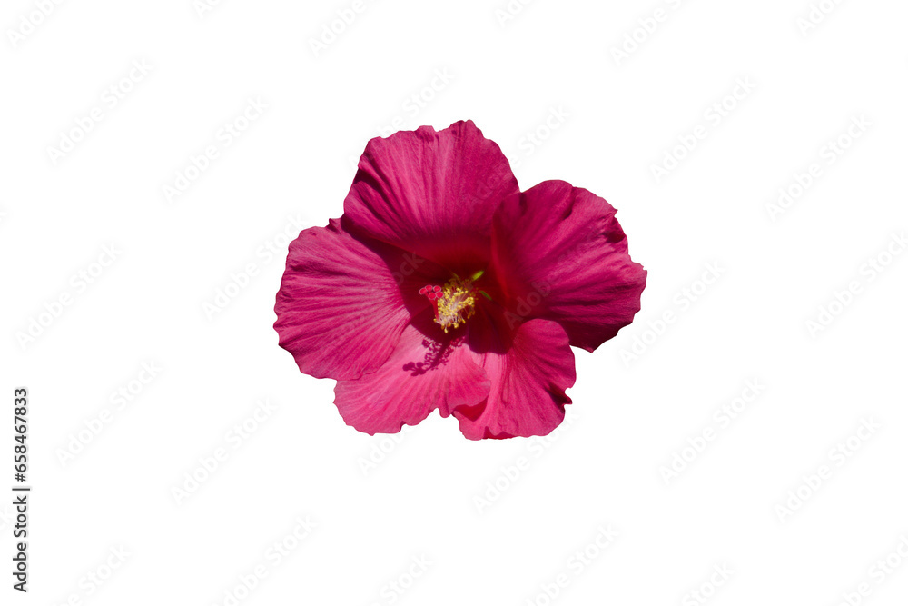 Close-up photo of bright red hibiscus flower isolated on transparent background png file.