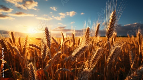 Landscape of a rural summer in the country. Field of ripe golden wheat in rays of sunlight at sunset against background of sky with clouds.