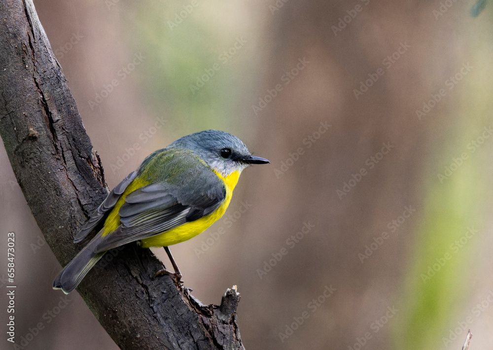 Fototapeta premium Eastern yellow robin bird