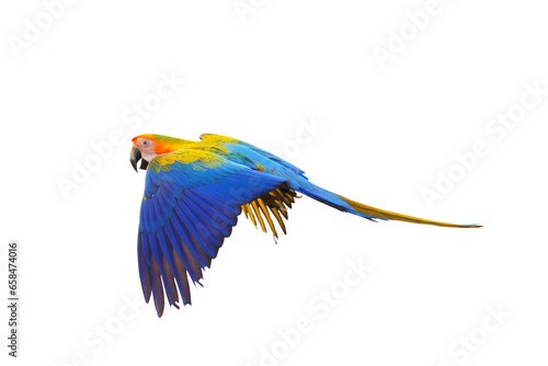 Beautiful Camelot macaw flying isolated on transparent background png file