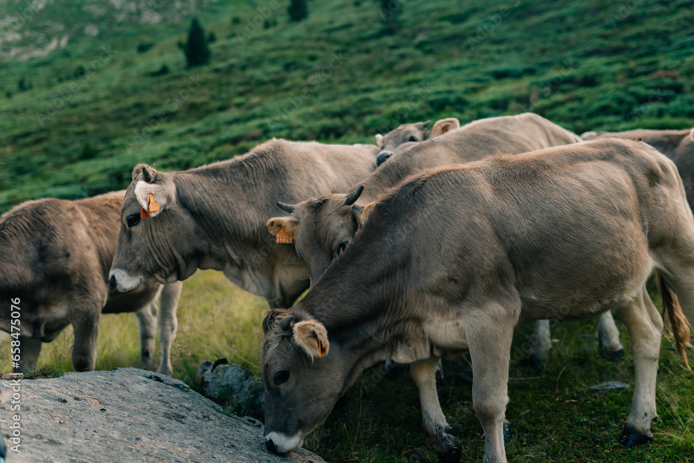 Obraz premium gray cows in the pyrenees
