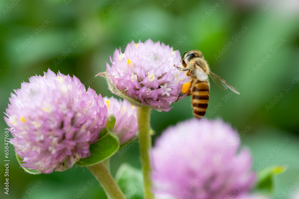 The bee collecting nectar from a flower. The bee collecting nectar from a flower.