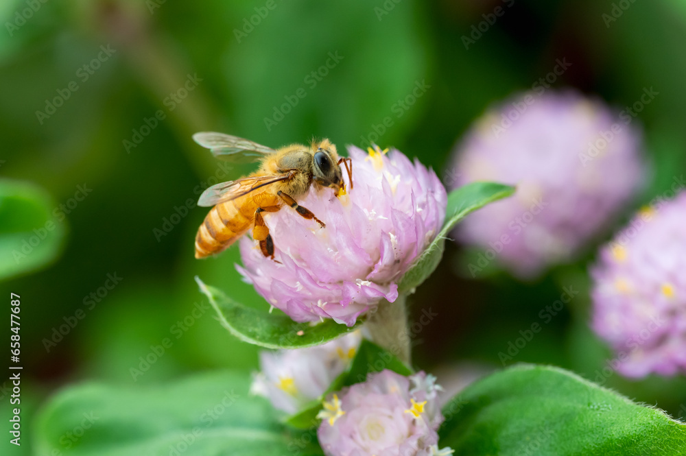 The bee collecting nectar from a flower. The bee collecting nectar from a flower.