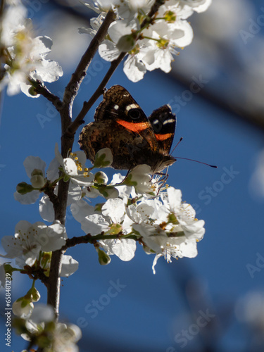 Vanessa gonerilla, New Zealand red admiral, feeding on plum blossom in home orchard. The NZ red admiral is endemic to Aotearoa New Zealand and in decline. photo