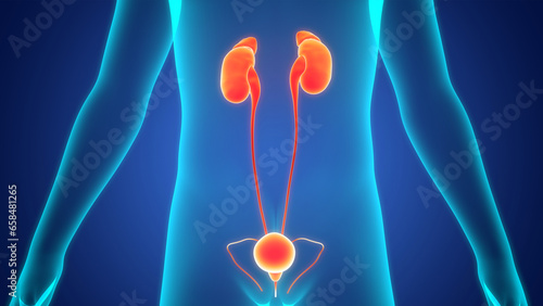 Human Urinary System Kidneys with Bladder Anatomy photo