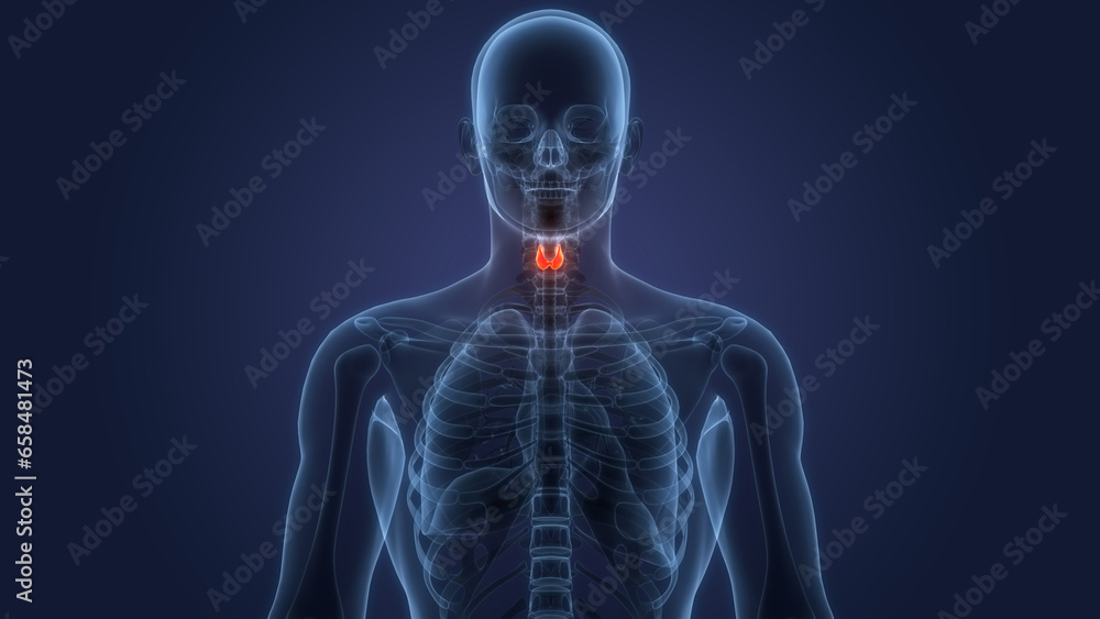Human Body Glands Thyroid Gland Anatomy Stock Illustration Biology Diagrams