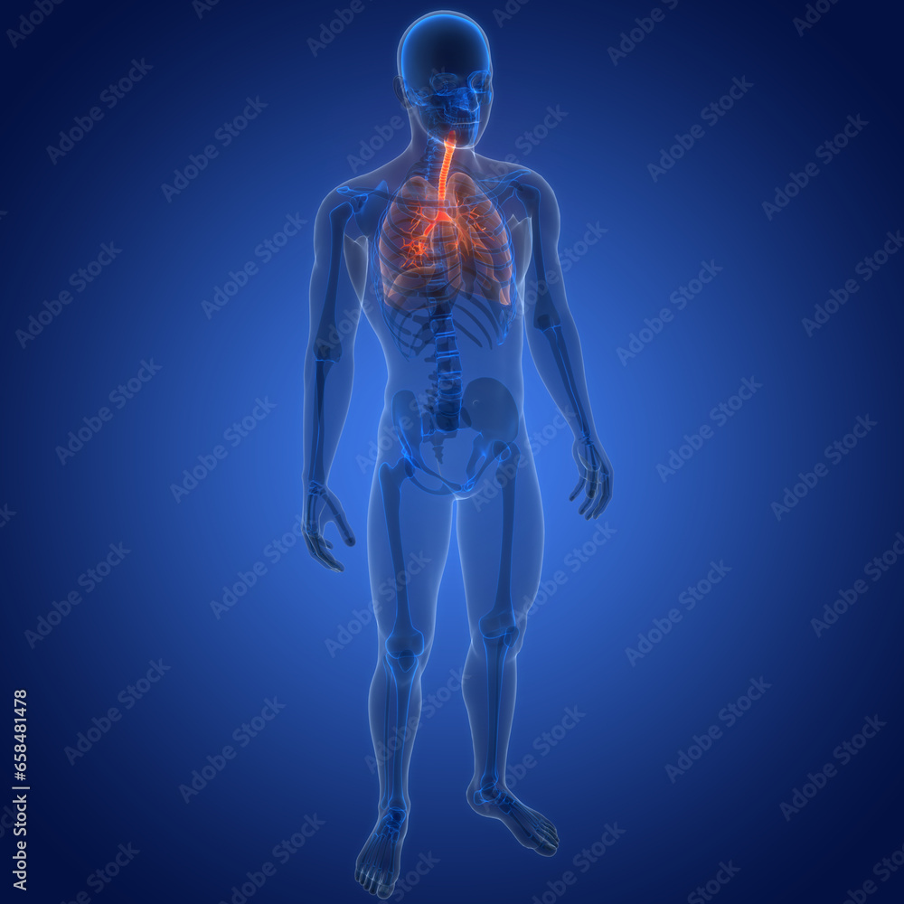 Human Respiratory System Lungs Anatomy Human Respiratory System Lungs Anatomy