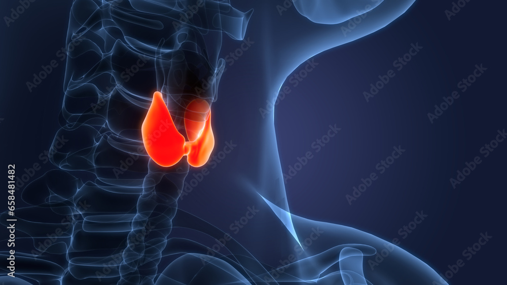 Human Body Glands Thyroid Gland Anatomy Stock Illustration Biology Diagrams