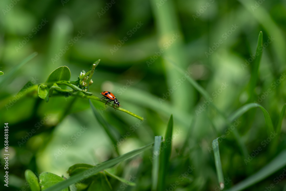 Fototapeta premium closeup of a ladybird on a green leaf