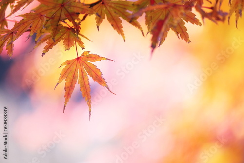 鮮やかな秋の紅葉
