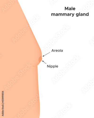 Male mammary gland. Infographics. Vector illustration