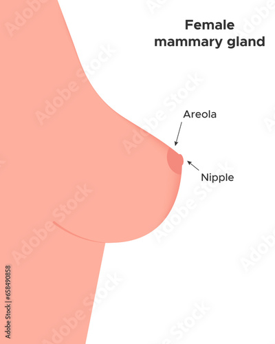 Female mammary gland. infographics. Vector illustration
